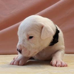 Methuselah - White male Dogo Argentino puppy in Morgan Hill, Pennsylvania from De la Fuerza De Dios