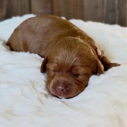 Pink girl - Red female Australian Labradoodle puppy in Auburn, Washington from West Valley Labradoodles