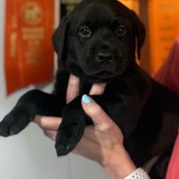 Green, Yellow, Orange - Black male Labrador Retriever puppy in Dennis, Mississippi from Outlaw Ridge Kennels