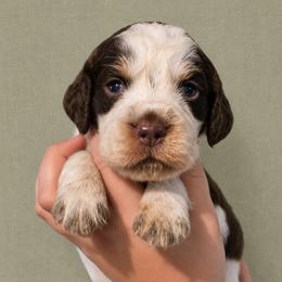 Duke - Liver white and roan male English Springer Spaniel puppy in Fort White, Florida from Thunderbird Springers