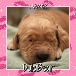 DulciBear - Dark golden female Golden Retriever puppy in Driggs, Idaho from SK Golden Retrievers