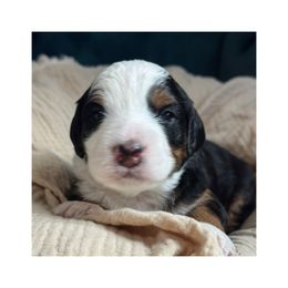 Boots - Tri-color male Bernedoodle puppy in Hillsboro, Oregon from Myt fine doodles