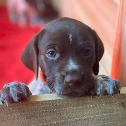 German Shorthaired Pointers from Cottone Family German Shorthairs