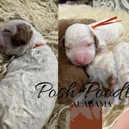 Boy 2 - Poodle puppy in Oxford, Alabama from Posh Poodles Alabama