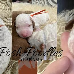 Boy 2 - Poodle puppy in Oxford, Alabama from Posh Poodles Alabama