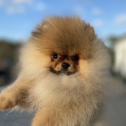 Pomeranian Puppies from Montefino Pomeranians