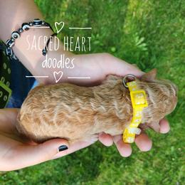 Goldendoodle Puppies from Sacred Heart Doodles