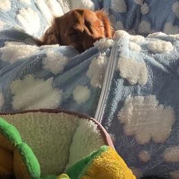Dachshund Puppies from Edgewood Acres Miniature Longhair Dachshunds