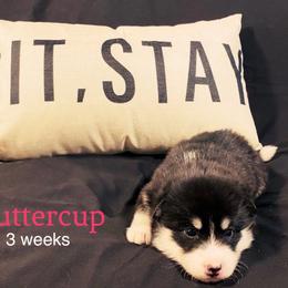 Buttercup - Black and white female Pomsky puppy in Winston, Oregon from Arctic Tails Spitz