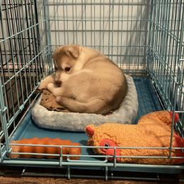 Siberian Husky Puppies from Velox Siberians