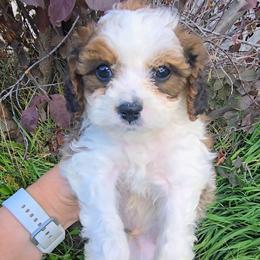 Snickers - Sable male Cavapoo puppy in Blackfoot, Idaho from Rocky Desert Goldens and Cavaliers