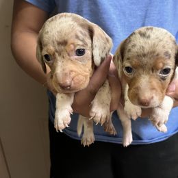 Dachshund Puppies from Simms Ashuelot Kennel