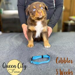Cobbler (blue) - Red tri-color female Australian Shepherd puppy in Falmouth, Kentucky from Queen City Farm