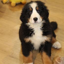 Lucy - Black rust and white female Bernese Mountain Dog puppy in Walnut Creek, Ohio from Emerald Acres Bernese