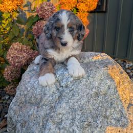Stella - Blue merle female Bernedoodle puppy in Beach City, Ohio from Blue Cloud Doodles