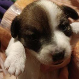 Russell Terriers from RBw Kennel