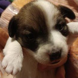 Russell Terriers from RBw Kennel