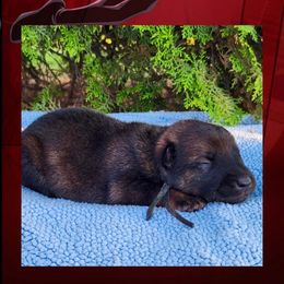 Miles - Red sable male Belgian Malinois puppy in Chino, California from BlueStone K9