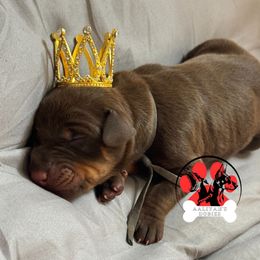 Grey Collar - Red and rust female Doberman Pinscher puppy in Canton, Ohio from Aaliyah’s Dobies