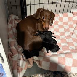Mya - Dachshund