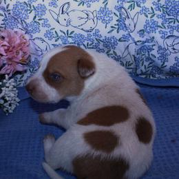 Daryl - Red speckled male Australian Cattle Dog puppy in Casa Grande, Arizona from Sonoran Dogz