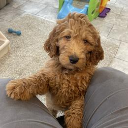 Valentine - Red  male Goldendoodle puppy in Sugarcreek, Ohio from True Hearted Doodles