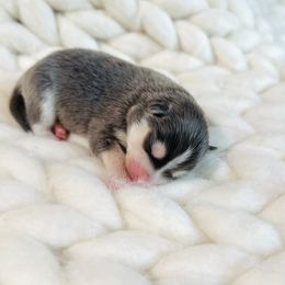 Luna - Blue female Pomsky puppy in Greencastle, Indiana from JDpomskies