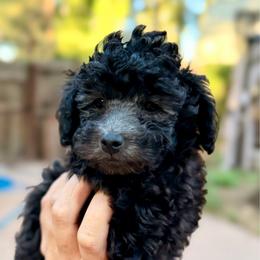 BB - AKC - Silver male Poodle puppy in Flagstaff, Arizona from Fido Dei Poodles