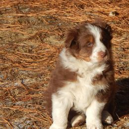 Australian Shepherd Puppies from Coleman's Natural Bridge Aussies