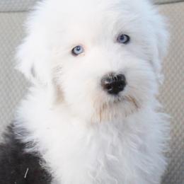 Old English Sheepdog Puppies from Wild-n-Woolly Old English Sheepdogs