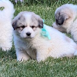 Miss Aqua - White and badger female Great Pyrenees puppy in Idaho from Portneuf Range Pyrenees