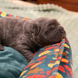 Sage - Blue female Chinese Shar-Pei puppy in Lenoir, North Carolina from Peitato Chips