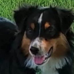 Miniature Australian Shepherds and Miniature Schnauzers from Blackbeard Schnauzers + Aussies