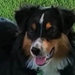 Miniature Australian Shepherds and Miniature Schnauzers from Blackbeard Schnauzers + Aussies