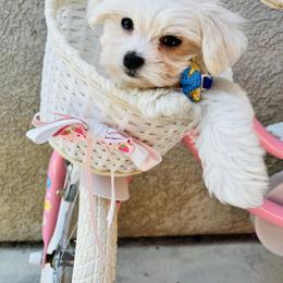 Maltese Puppies from Hosking kennels