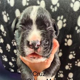 Cruz - Brindle male Boxer puppy in Murrieta, California from Boxerpupziesrock