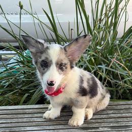 Maiya - Blue merle and white female Cardigan Welsh Corgi puppy in San Diego ,Ca, California from SoCal Native Corgis