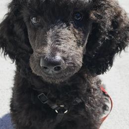 Poodles from Sunrise Poodles