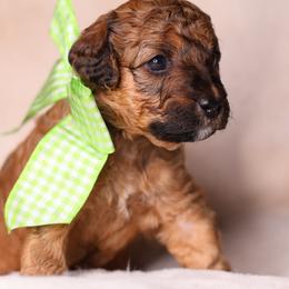 Cruz - Sable male Goldendoodle puppy in Forney, Texas from Diamond Doodle Pups and Poodles