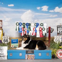 Star - Collie