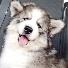 Siberian Huskies from Bluemoon Huskies