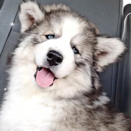 Siberian Huskies from Bluemoon Huskies