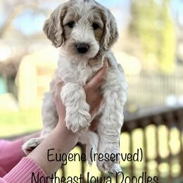 Eugene - Parti male Goldendoodle puppy in Cedar Falls, Iowa from Northeast Iowa Doodles