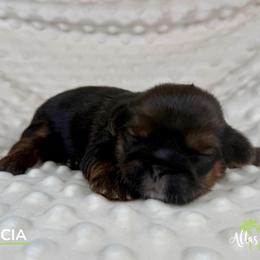Garcia - Red male Shih Tzu puppy in Alice, Texas from Altas Palmas Shih Tzu