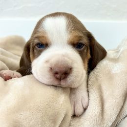 Beagles from Idaho Creekside Beagles