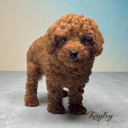 Kailey - Red  female Poodle puppy in Miami, Florida from Mario’s Pups