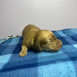 Bonnie - Cream female Dachshund puppy in Yucaipa, California from Motorhead Dachshunds