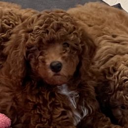 Goldendoodle Puppies from Labradoodleday