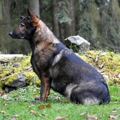 Willow - German Shepherd