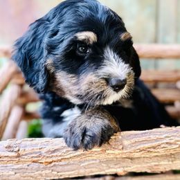 Bernedoodle Puppies from Cathy's Bernedoodles